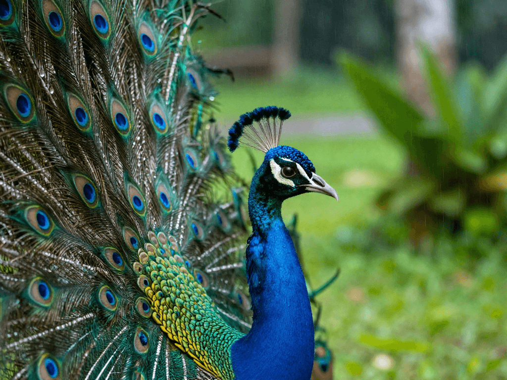 A peacock unleashes a technicolor fan in a rain kissed tropical glade, each feather catching prism like droplets while the macro focus rests